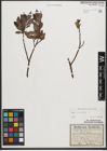 Foto von Salix phylicifolia L.